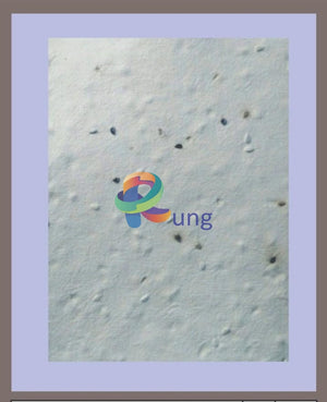 Hand Made Plantable Seed Paper 24 X 30 Kalonji Misc