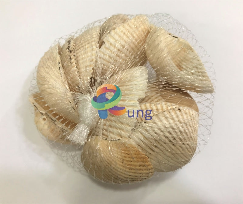 Transverse Ark Seashells ( Shells ) Craft Misc