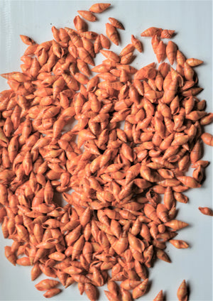 Seashells ( Shells )