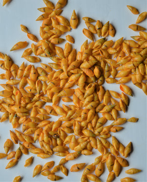 Seashells ( Shells )