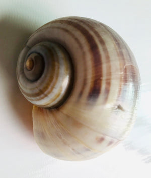 Moon Seashell Large ( Pack of 4 ) ( Shells )