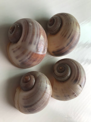 Moon Seashell Large ( Pack of 4 ) ( Shells )