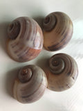 Moon Seashell Large ( Pack of 4 ) ( Shells )
