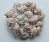 Babylon Seashells ( Shells ) Craft Misc