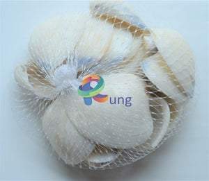 Coquina Seashells ( Shells ) Craft Misc