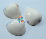 Coquina Seashells ( Shells ) Craft Misc