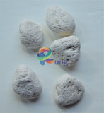 Coral White Rock ( Seashells) (Shells) Craft Misc
