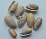 Lettered Olive Seashells ( Shells ) Craft Misc