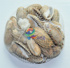 Lettered Olive Seashells ( Shells ) Craft Misc