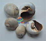 Moon Seashells Small ( Shells ) Craft Misc