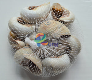 Moon Seashells Small ( Shells ) Craft Misc