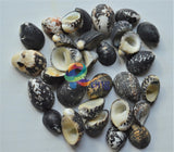 Nerite Seashells ( Shells ) Craft Misc