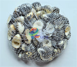 Nerite Seashells ( Shells ) Craft Misc