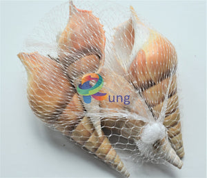 Screw Seashells ( Shells ) Craft Misc