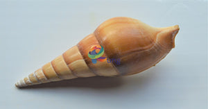 Screw Seashells ( Shells ) Craft Misc