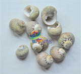 Textile Nerite Seashells ( Shells ) Craft Misc