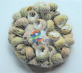 Textile Nerite Seashells ( Shells ) Craft Misc