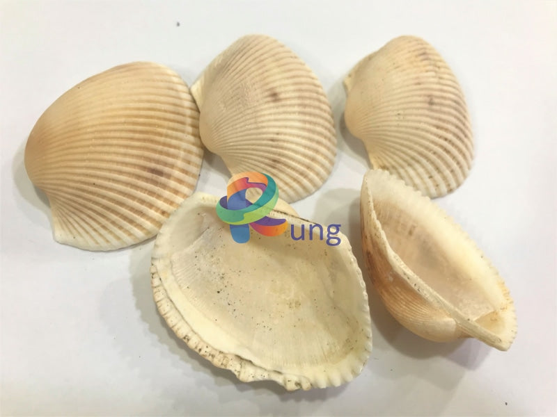 Transverse Ark Seashells ( Shells ) Craft Misc