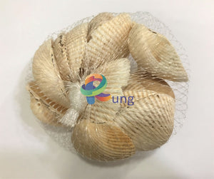 Transverse Ark Seashells ( Shells ) Craft Misc